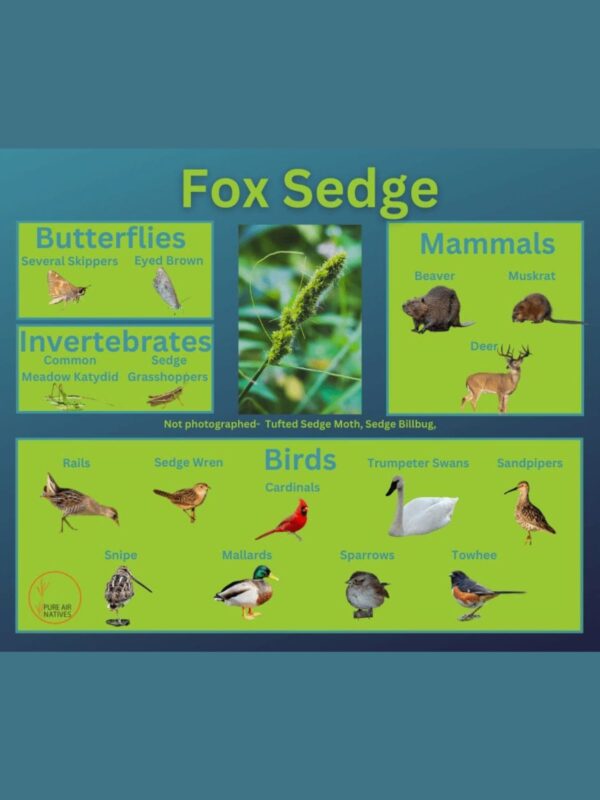 Fox Sedge and its wildlife associations including butterflies, grasshoppers, mammals, and birds.