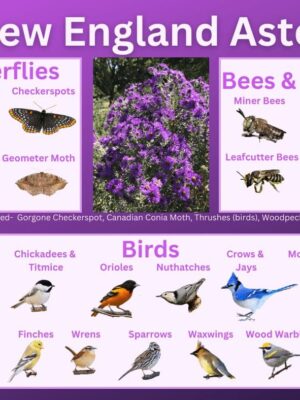 New England Aster and its wildlife associations including butterflies, bees, wasps, and birds.