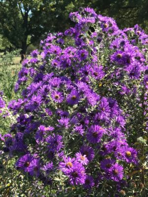 New England Aster (Symphyotrichum novae-angliae) bush close up