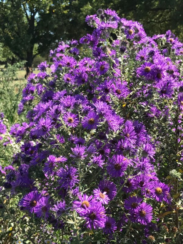 New England Aster (Symphyotrichum novae-angliae) bush close up