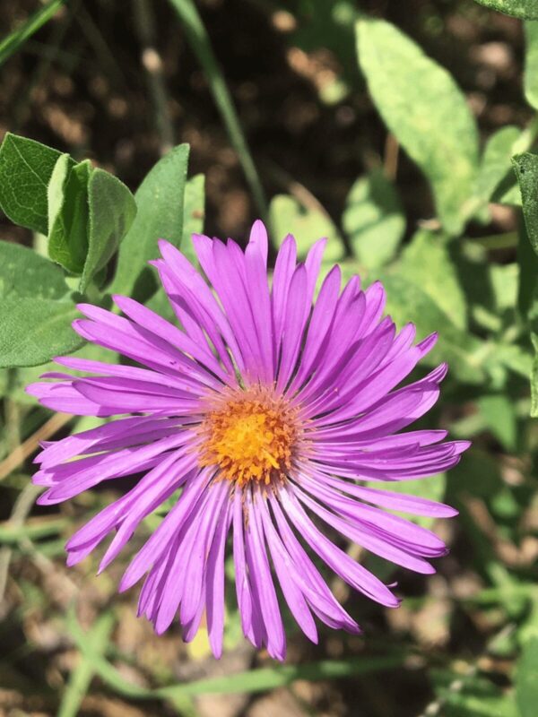 New England Aster flower close up