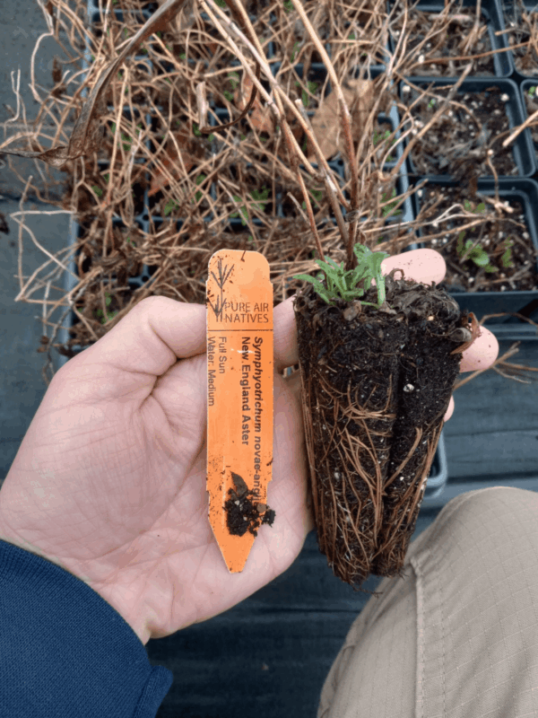 Healthy New England Aster plug with healthy roots