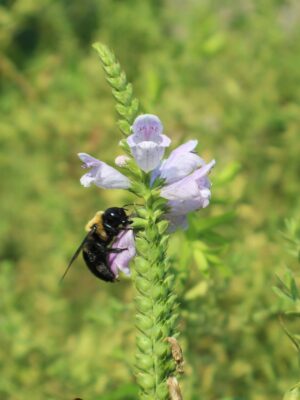 bee on Obedient Plant in field