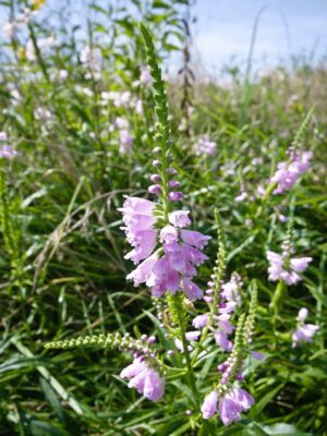 Obedient Plant growing in prairie