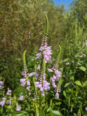 Obedient Plant growing in prairie