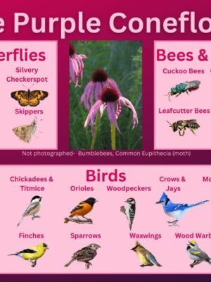 Pale Purple Coneflower and its wildlife associations including butterflies, bees, wasps, and birds.