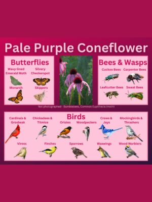 Pale Purple Coneflower and its wildlife associations including butterflies, bees, wasps, and birds.