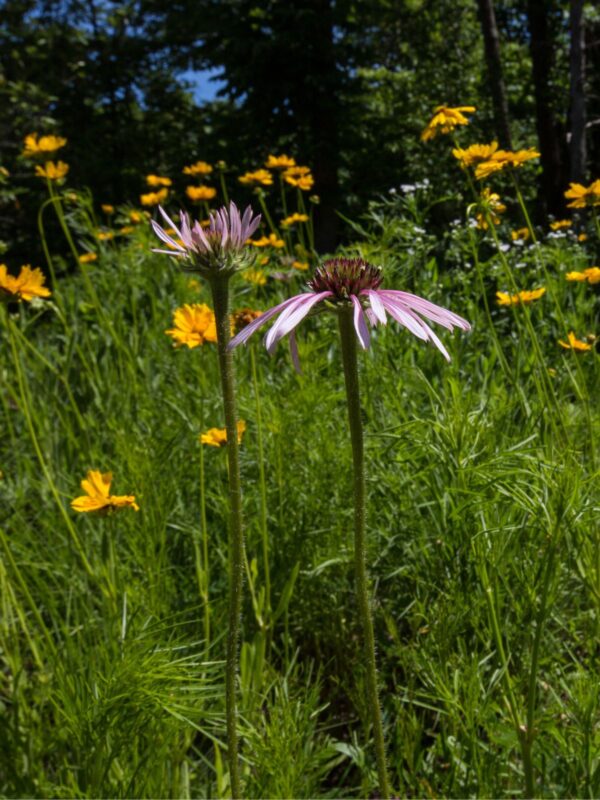 Pale Purple Coneflower and Lanceleaf coreopsis blooming in prairie