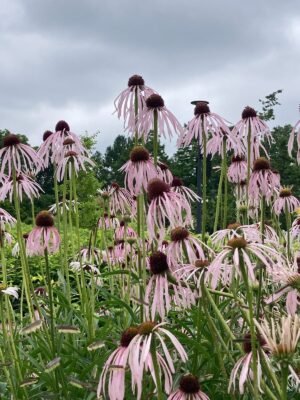 Pale Purple Coneflower (Echinacea pallida) blooming in a native prairie planting with drooping pale pink petals