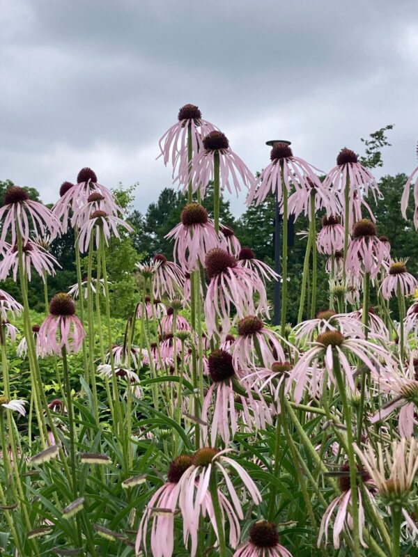 Pale Purple Coneflower (Echinacea pallida) blooming in a native prairie planting with drooping pale pink petals