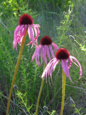 Pale Purple Coneflower clump in meadow