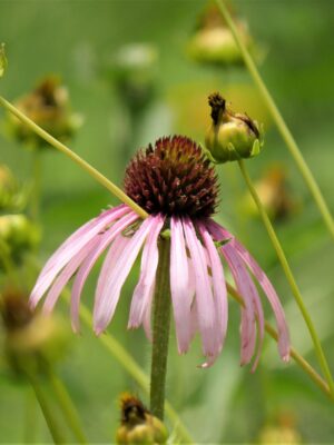 Pale Purple Coneflower blooming close up