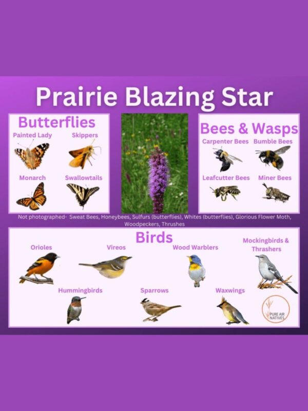 Prairie Blazing Star (Liatris pycnostachya) Association Map