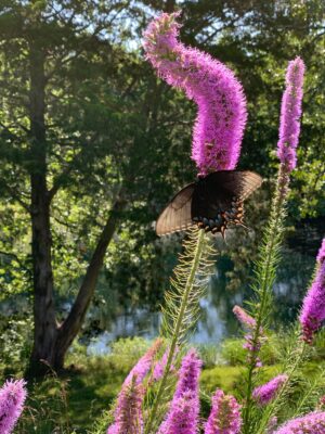 Female Eastern Swallowtail on Prairie Blazing Star