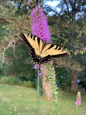Swallowtail Butterfly on Prairie Blazing Star