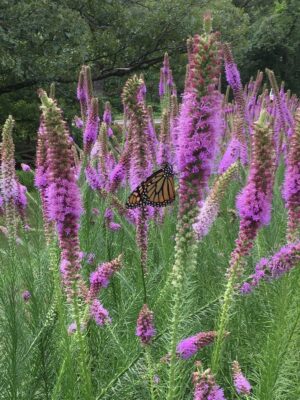 Monarch Butterfly on Prairie Blazing Star
