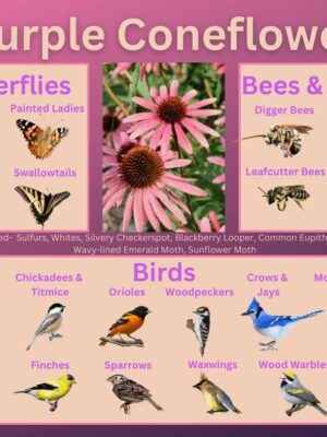 Purple coneflower and its wildlife associations including butterflies, bees, wasps, and birds.