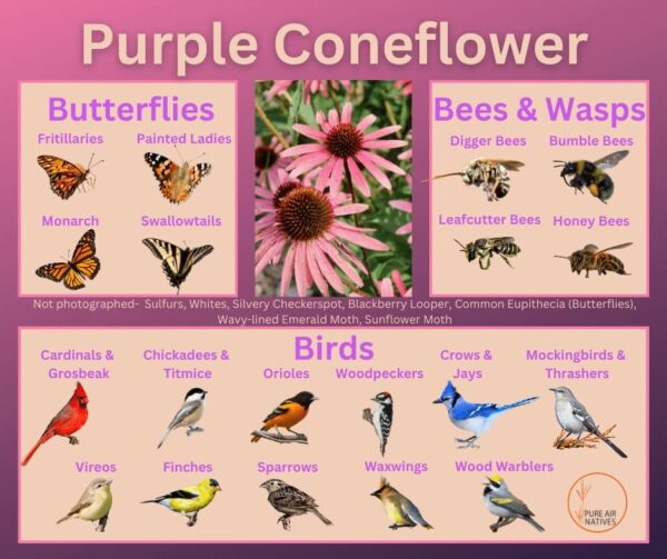 Purple coneflower and its wildlife associations including butterflies, bees, wasps, and birds.