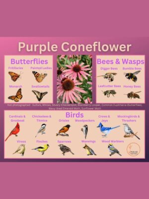 Purple coneflower and its wildlife associations including butterflies, bees, wasps, and birds.
