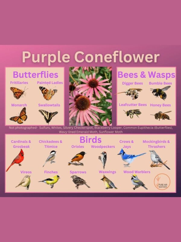 Purple coneflower and its wildlife associations including butterflies, bees, wasps, and birds.