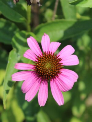 Purple Coneflower close up