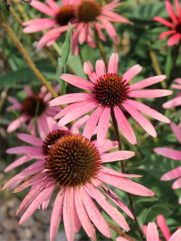 Purple Coneflower in sunlight in prairie