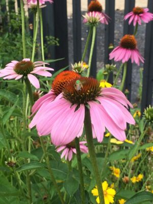 Purple Coneflower with bee close up in city garden