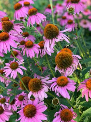 Purple Coneflower cluster close up