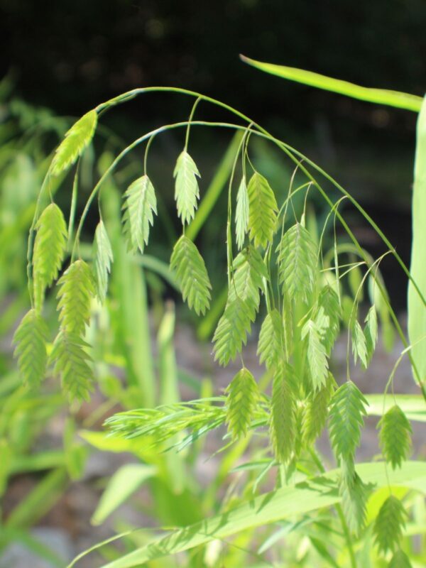 River Oats (Chasmanthium latifolium) with bright green, drooping oat-like seed heads hanging from slender arching stems