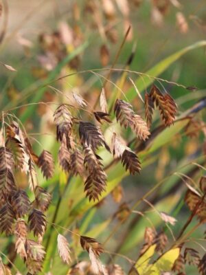 Close up of mature River Oats (Chasmanthium latifolium) with brown, dangling seed heads