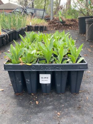 Showy Goldenrod 50 plug tray outside greenhouse