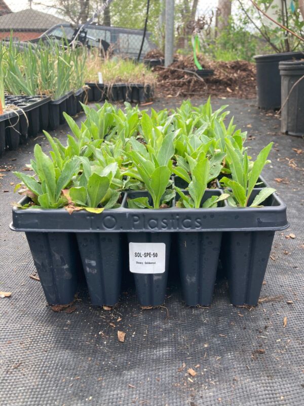 Showy Goldenrod 50 plug tray outside greenhouse