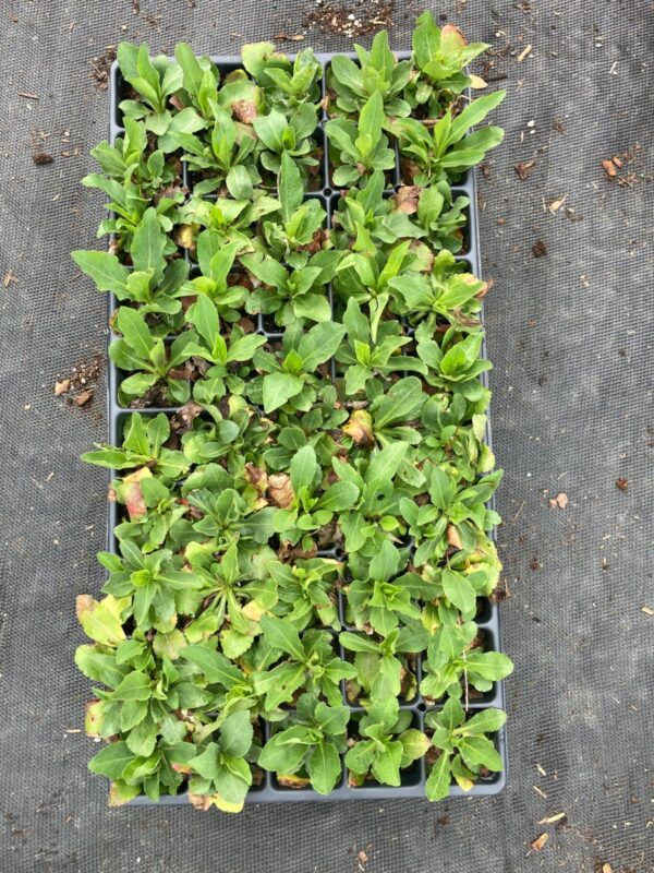 Showy Goldenrod 50 plug tray overhead view