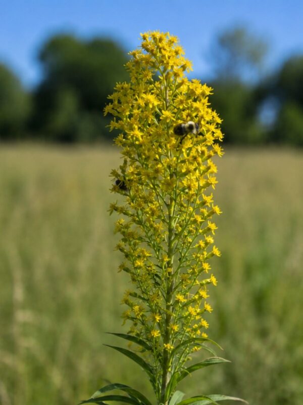 Bee pollinating yellow blooming Showy Goldenrod close up