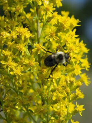 Bee pollinating yellow blooming Showy Goldenrod close up