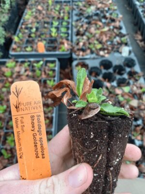 Showy Goldenrod plug in hand with foliage and strong roots