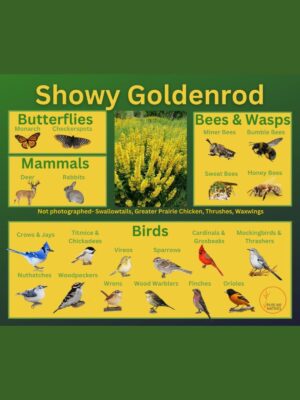 Showy Goldenrod and its wildlife associations including butterflies, bees, wasps, mammals and birds.