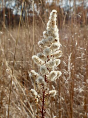 Showy Goldenrod fluffy seed heads in fall