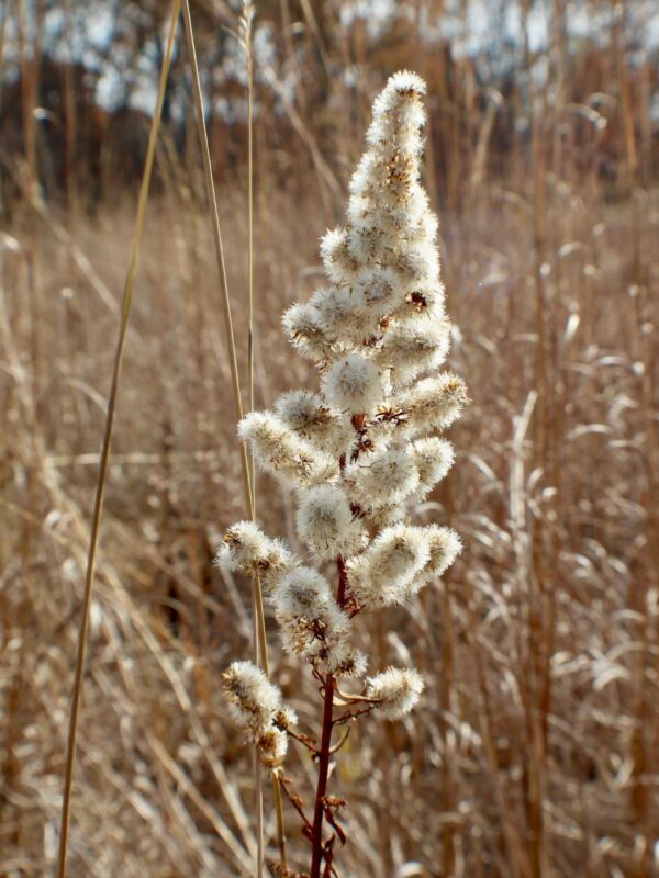 Showy Goldenrod fluffy seed heads in fall