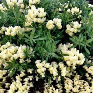Cream Indigo Baptisia bracteata