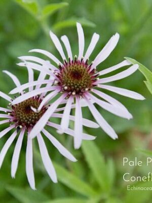 Pale Purple Coneflower Seed Pure Air Naives
