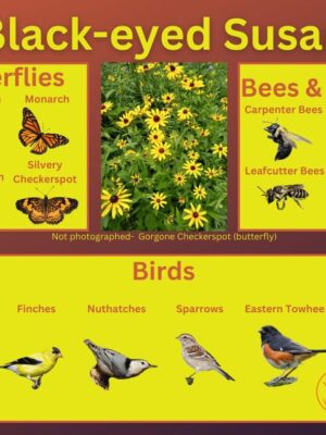 Black-eyed Susan and its wildlife associations including butterflies, bees, wasps, and birds.