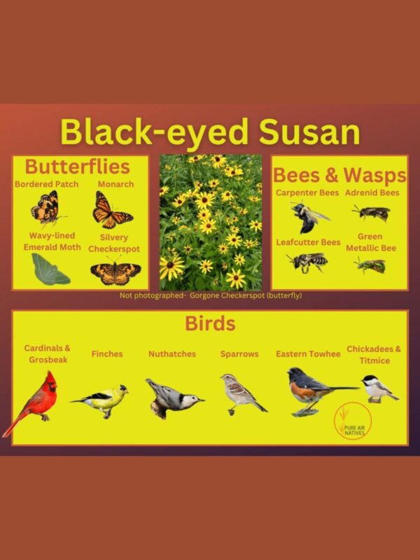 Black-eyed Susan and its wildlife associations including butterflies, bees, wasps, and birds.