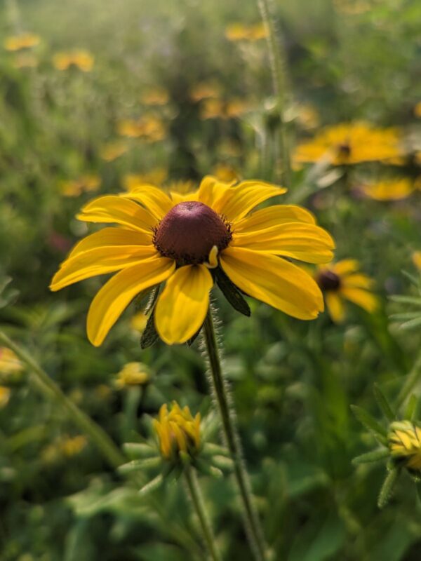 Black‑eyed Susan in sunlight