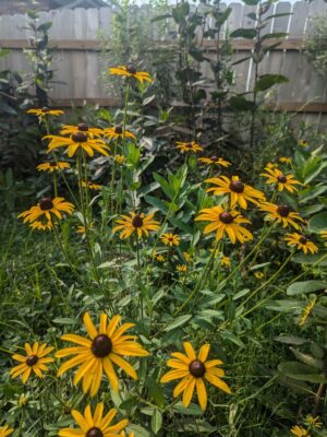 Black‑eyed Susan clump growing in backyard native garden