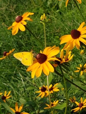 Clouded Sulphur butterfly on Black‑eyed Susan