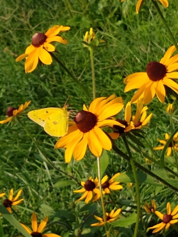 Clouded Sulphur butterfly on Black‑eyed Susan