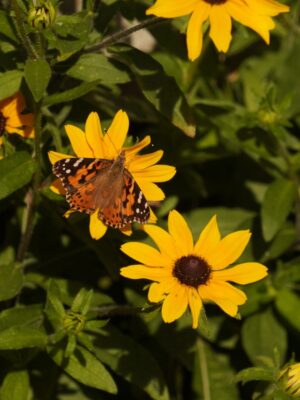 Painted Lady on Black‑eyed Susan