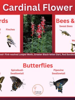 Cardinal flower and its wildlife associations including butterflies, bees, wasps, and birds.