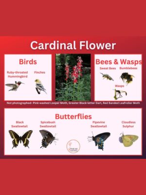 Cardinal flower and its wildlife associations including butterflies, bees, wasps, and birds.